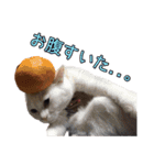 日常で使えるあずま語録9（個別スタンプ：23）