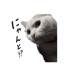 日常で使えるあずま語録9（個別スタンプ：24）
