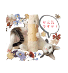 ラオウちゃんのスタンプ♡（個別スタンプ：1）