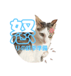 ラオウちゃんのスタンプ♡（個別スタンプ：4）