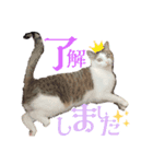 ラオウちゃんのスタンプ♡（個別スタンプ：8）