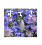 桜文鳥わすけとお花でほめちぎるの巻（個別スタンプ：9）