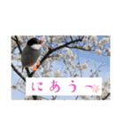 桜文鳥わすけとお花でほめちぎるの巻（個別スタンプ：19）