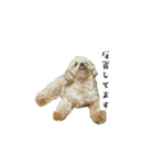 うちのばむ(犬)（個別スタンプ：12）