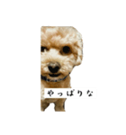 うちのばむ(犬)（個別スタンプ：16）