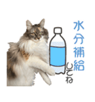 ミケねこ福ちゃん【よく使う言葉】その2（個別スタンプ：3）