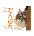 ミケねこ福ちゃん【よく使う言葉】その2（個別スタンプ：4）