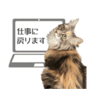 ミケねこ福ちゃん【よく使う言葉】その2（個別スタンプ：5）