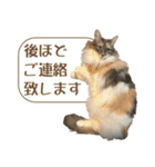 ミケねこ福ちゃん【よく使う言葉】その2（個別スタンプ：6）