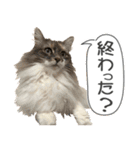 ミケねこ福ちゃん【よく使う言葉】その2（個別スタンプ：7）