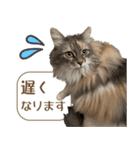 ミケねこ福ちゃん【よく使う言葉】その2（個別スタンプ：9）