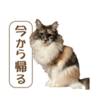 ミケねこ福ちゃん【よく使う言葉】その2（個別スタンプ：10）