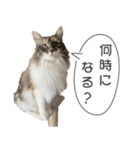 ミケねこ福ちゃん【よく使う言葉】その2（個別スタンプ：11）