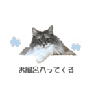 ミケねこ福ちゃん【よく使う言葉】その2（個別スタンプ：15）