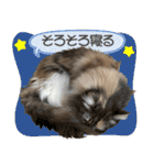 ミケねこ福ちゃん【よく使う言葉】その2（個別スタンプ：16）