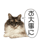 ミケねこ福ちゃん【よく使う言葉】その2（個別スタンプ：17）