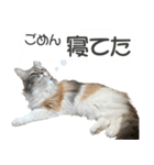 ミケねこ福ちゃん【よく使う言葉】その2（個別スタンプ：18）