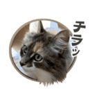 ミケねこ福ちゃん【よく使う言葉】その2（個別スタンプ：19）