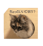 ミケねこ福ちゃん【よく使う言葉】その2（個別スタンプ：20）