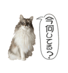 ミケねこ福ちゃん【よく使う言葉】その2（個別スタンプ：21）