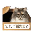 ミケねこ福ちゃん【よく使う言葉】その2（個別スタンプ：24）