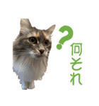 ミケねこ福ちゃん【よく使う言葉】その2（個別スタンプ：25）