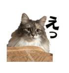 ミケねこ福ちゃん【よく使う言葉】その2（個別スタンプ：28）