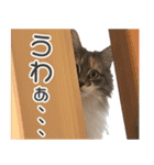 ミケねこ福ちゃん【よく使う言葉】その2（個別スタンプ：29）