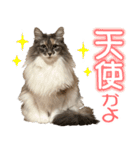 ミケねこ福ちゃん【よく使う言葉】その2（個別スタンプ：37）