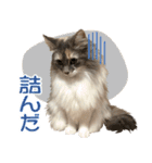 ミケねこ福ちゃん【よく使う言葉】その2（個別スタンプ：38）