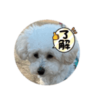 Innusuta（個別スタンプ：2）