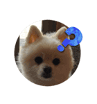 Innusuta（個別スタンプ：4）