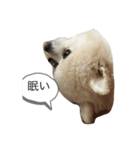 Innusuta（個別スタンプ：6）