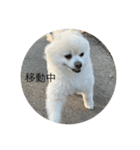 Innusuta（個別スタンプ：7）