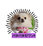 LUNA＆SEAだよん！！（個別スタンプ：1）