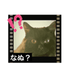 黒猫 ルナ院長21にゃんめ（個別スタンプ：3）