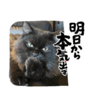 黒猫 ルナ院長21にゃんめ（個別スタンプ：6）