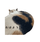 万能にゃんこ  三毛猫ミーコ（個別スタンプ：1）