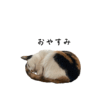 万能にゃんこ  三毛猫ミーコ（個別スタンプ：2）