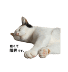 万能にゃんこ  三毛猫ミーコ（個別スタンプ：3）