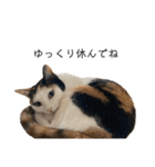 万能にゃんこ  三毛猫ミーコ（個別スタンプ：4）