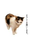 万能にゃんこ  三毛猫ミーコ（個別スタンプ：5）