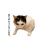 万能にゃんこ  三毛猫ミーコ（個別スタンプ：6）