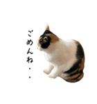 万能にゃんこ  三毛猫ミーコ（個別スタンプ：8）