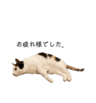 万能にゃんこ  三毛猫ミーコ（個別スタンプ：9）