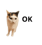 万能にゃんこ  三毛猫ミーコ（個別スタンプ：11）