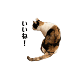 万能にゃんこ  三毛猫ミーコ（個別スタンプ：13）