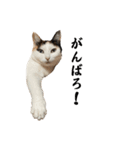 万能にゃんこ  三毛猫ミーコ（個別スタンプ：15）
