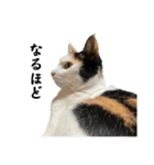 万能にゃんこ  三毛猫ミーコ（個別スタンプ：16）