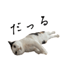 万能にゃんこ  三毛猫ミーコ（個別スタンプ：20）